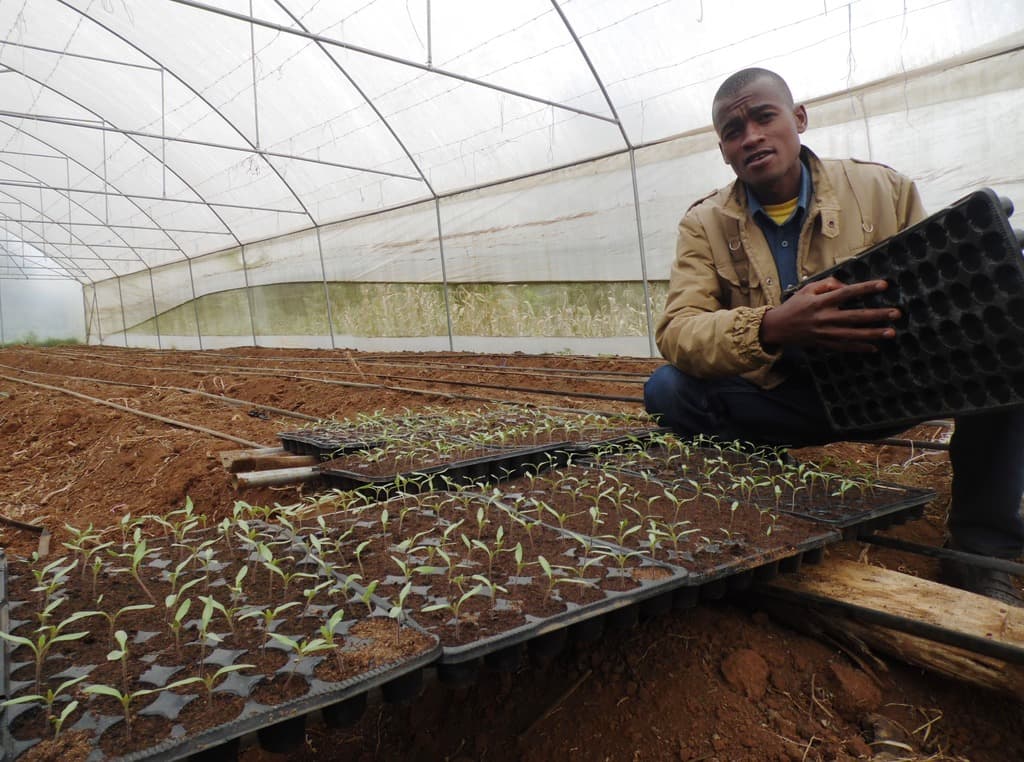 Artificial seed germination keeps off deadly tomato diseases