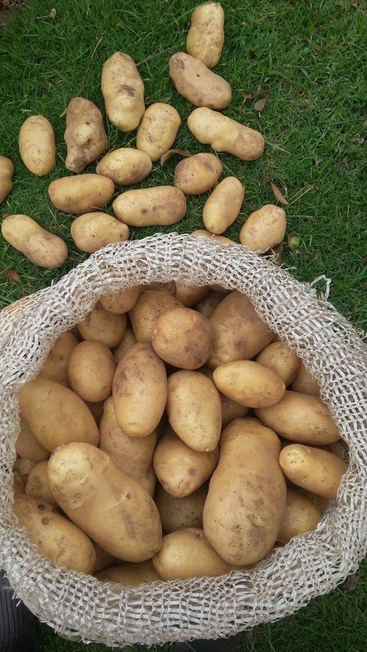 How the newly released 2019 potato regulations will save Nyandarua farmers from unfair trade