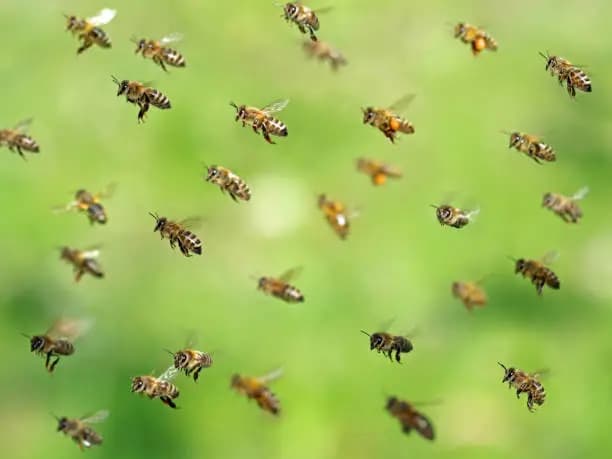 How to Chase Away Bees