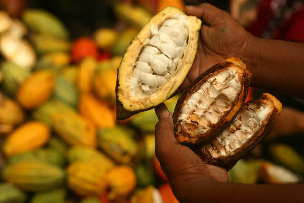 KALRO cocoa seedling sales up 158% as Kenyans grow homemade chocolate for their families and sales