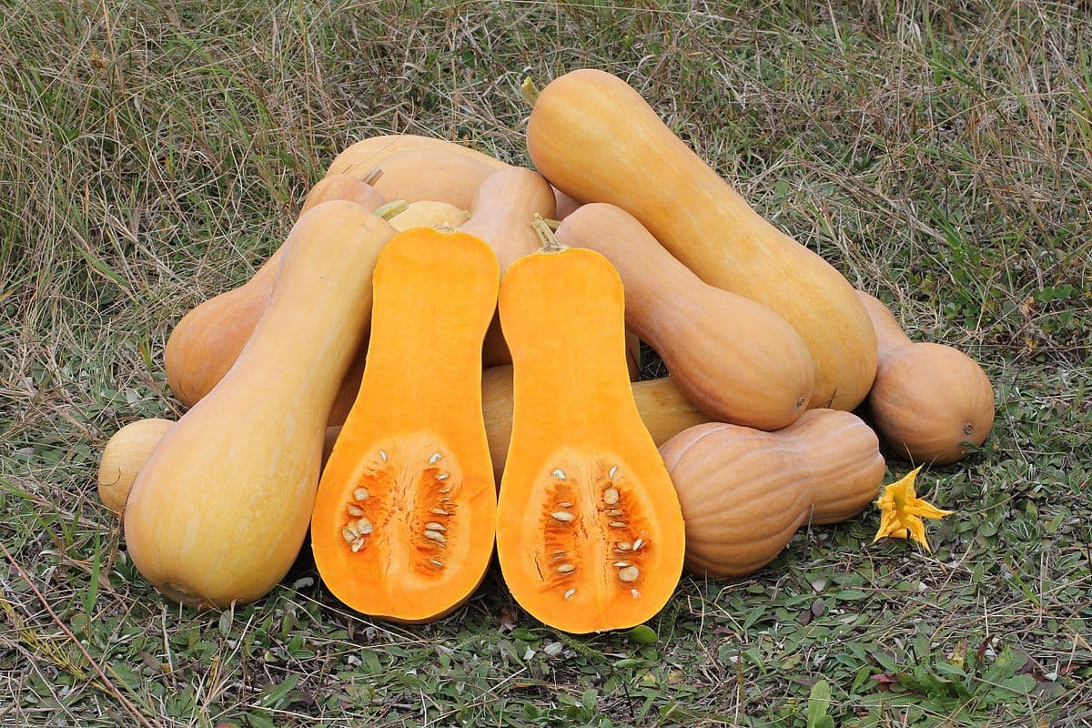 Butternut farmer tips from success to harvest wipeout on powdery mildew