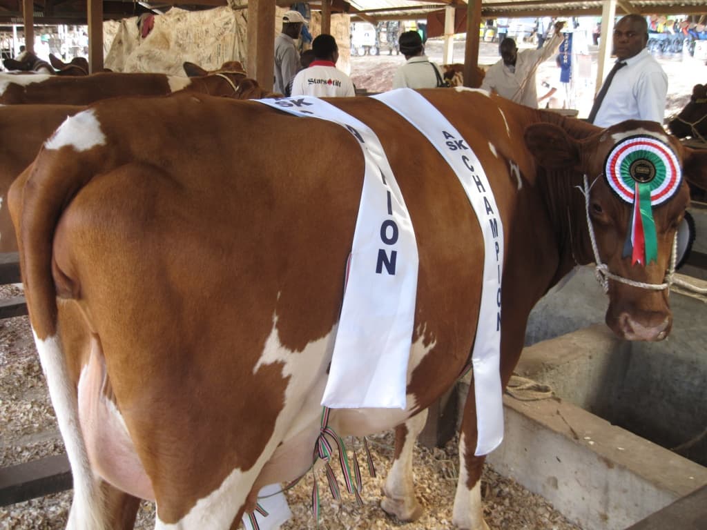 Meeting a cow’s basic feeding needs is key in milk production
