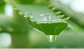 Arid area farmers find fortunes in Aloe vera sap
