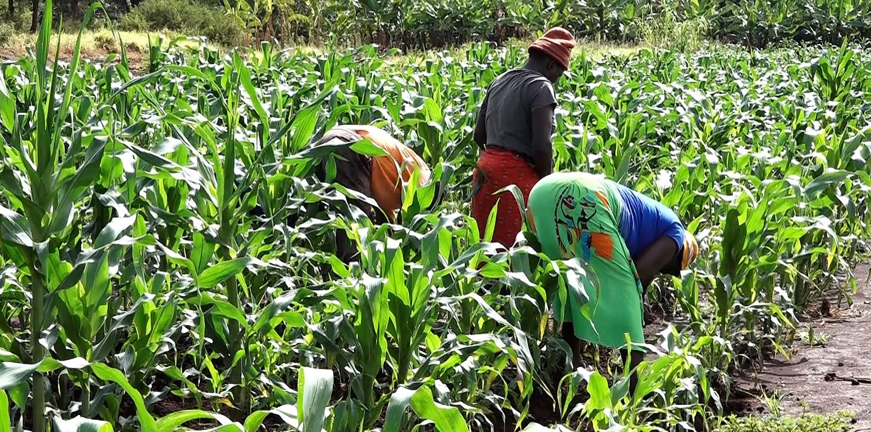 KALRO warns over looming food shortage over failed rains