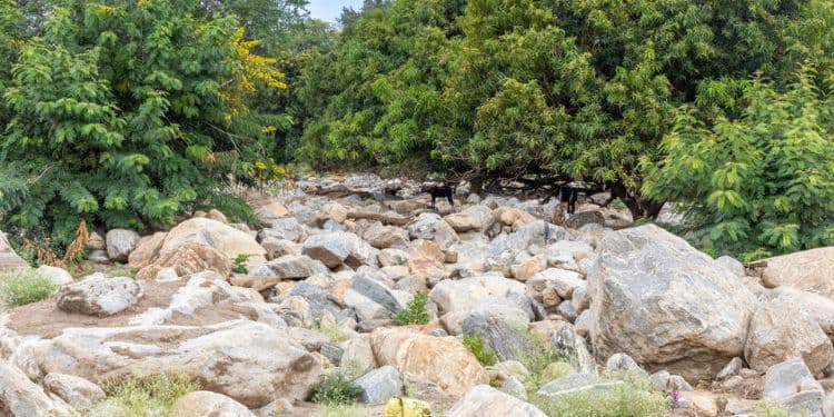 Chesongoch Tragedy Sparks Renewed Push to Restore Degraded Forests