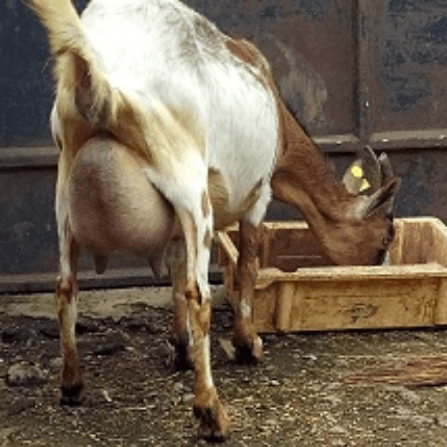 Five dairy goats have more returns than a dairy cow