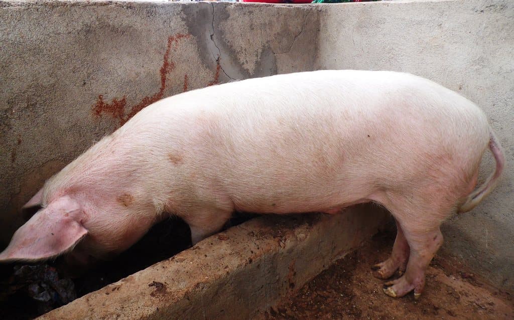 Town garbage feeds farmer’s pigs