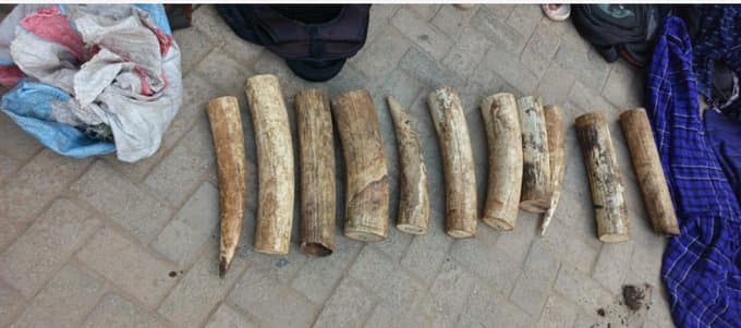Man arrested with 24 kilos of elephant tusks in Nyandarua