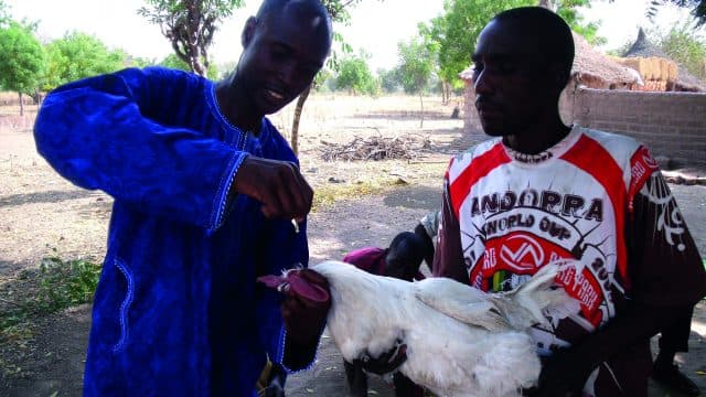 Agro firm unveils poultry’s I-2 ND Vaccine