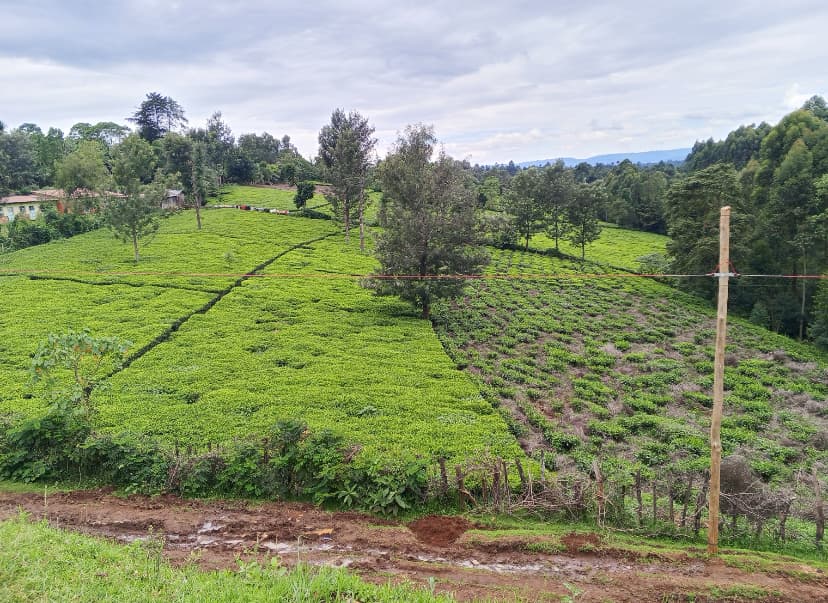 Lucrative avocado threatens traditional tea farms in Bureti