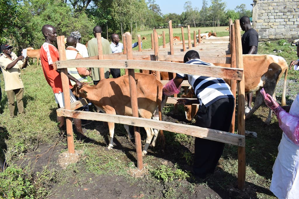Expert advice: What to consider to avoid losses during artificial insemination