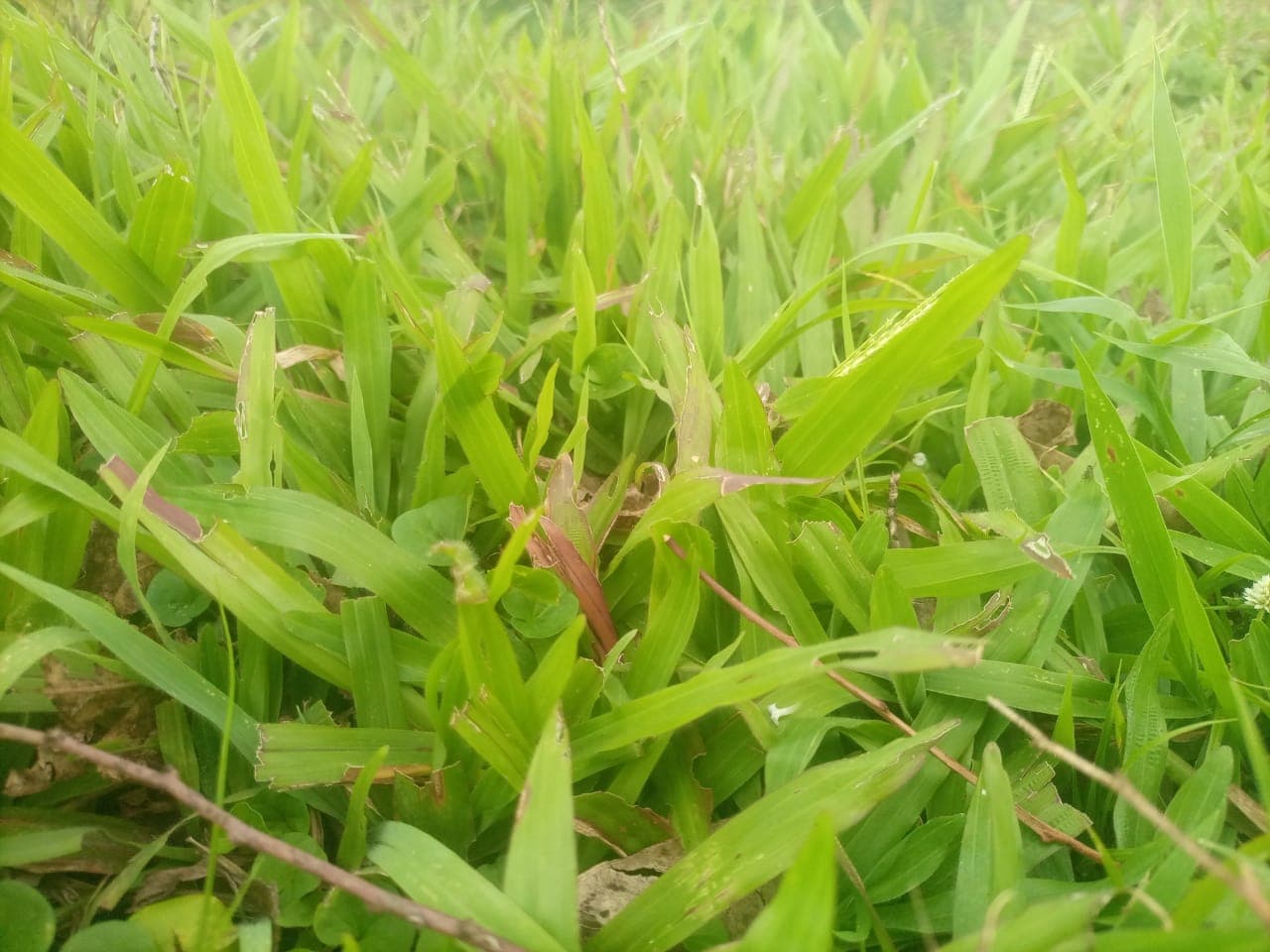 Siaya farmer transforms milk yields with soil tests, new grass seeds, and changed cuts