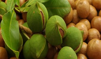 Farmers return to nuts as cure boosts crop’s immunity