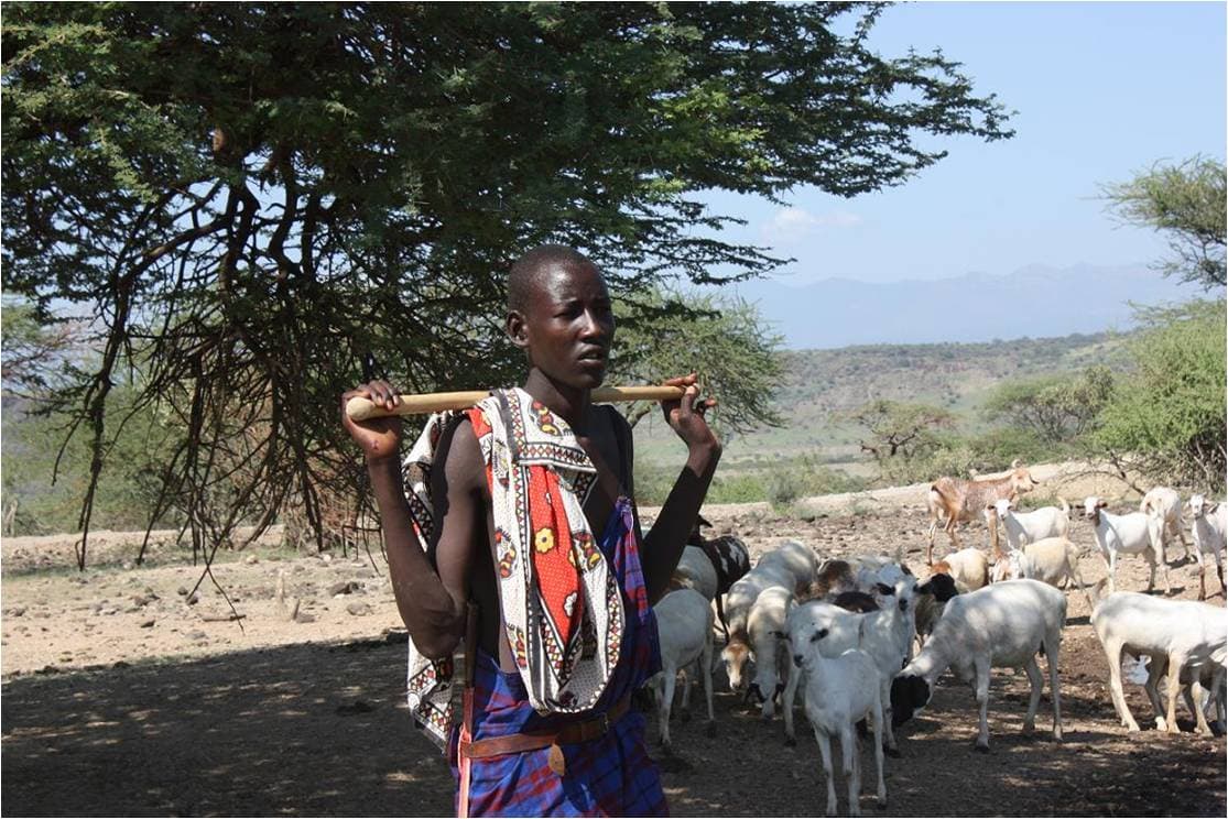 Ash yoghurt catapults pastoralists to international stardom