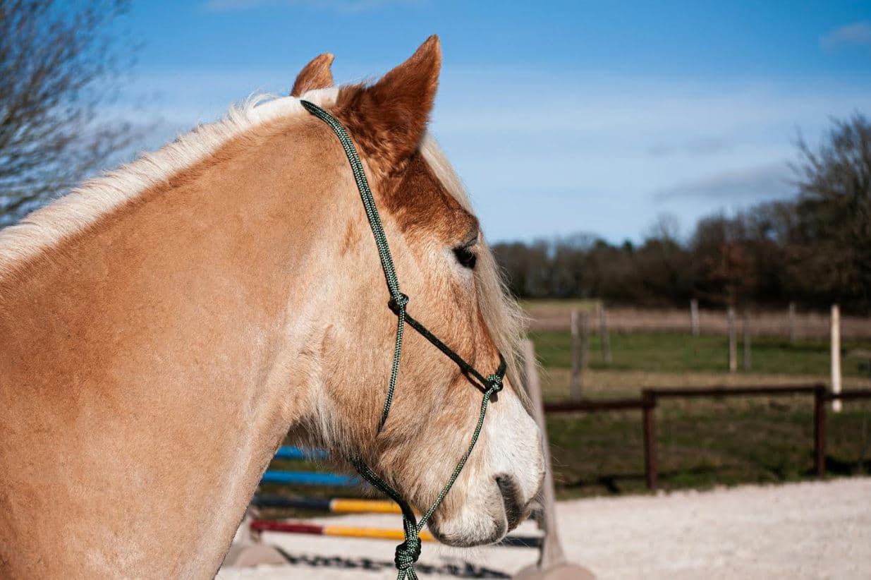 Kenya’s Growing Equestrian Scene: From Polo Fields to Racing Tracks