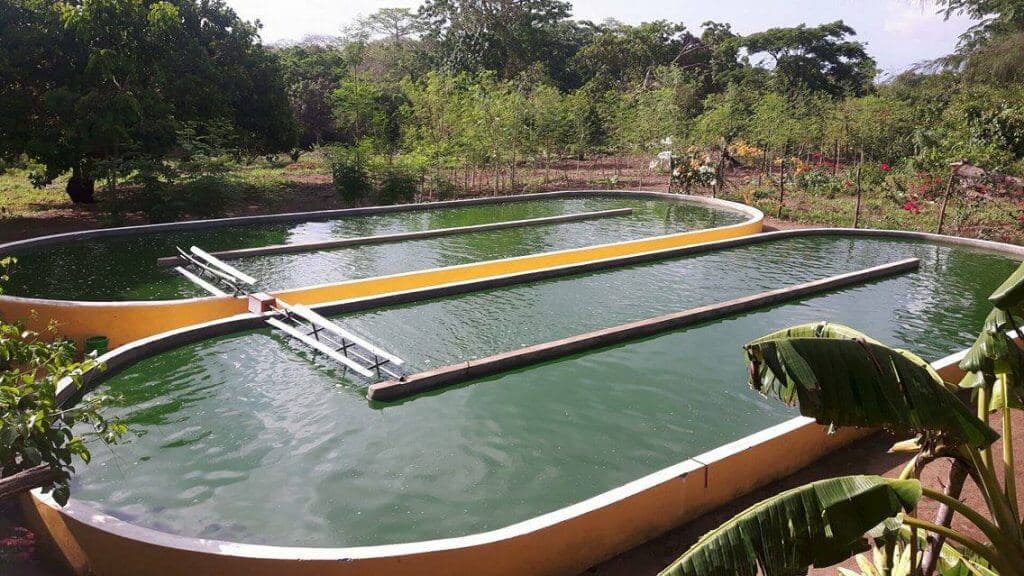 Kwale farm using spirulina supercrop to combat endemic malnutrition