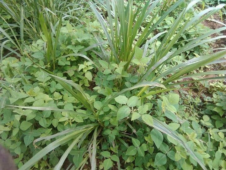 Desmodium and Napier diet raises milk yield
