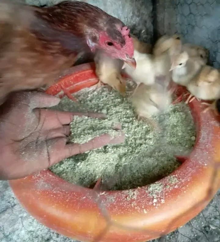 Tharaka Nithi poultry farmer abandons antibiotics for papaya & moringa mix