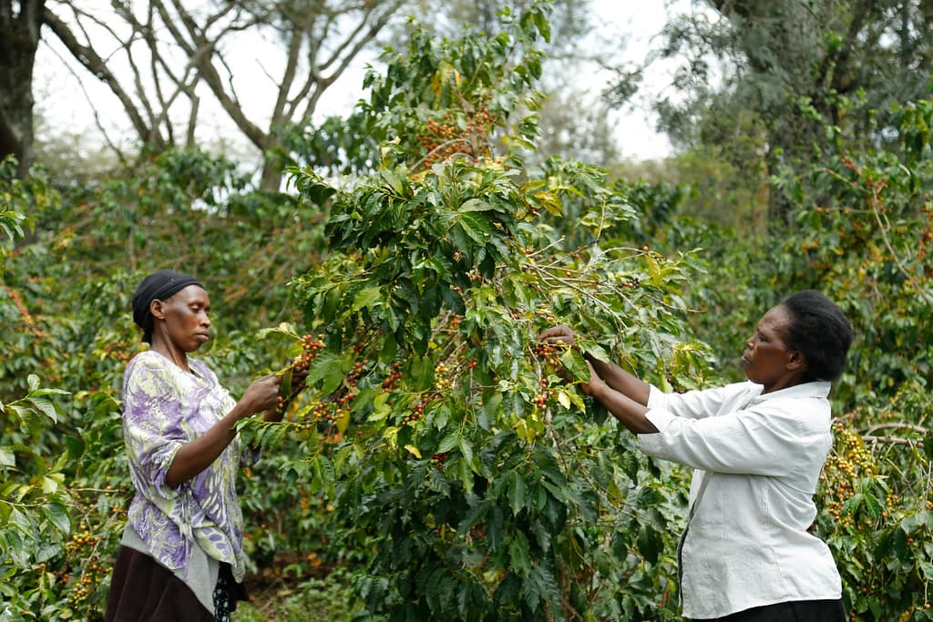 “The coffee boom is back”– Agriculture CS