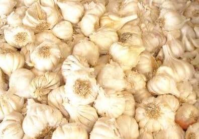 Seedlings nursery urgently buying garlic onions from all-comers