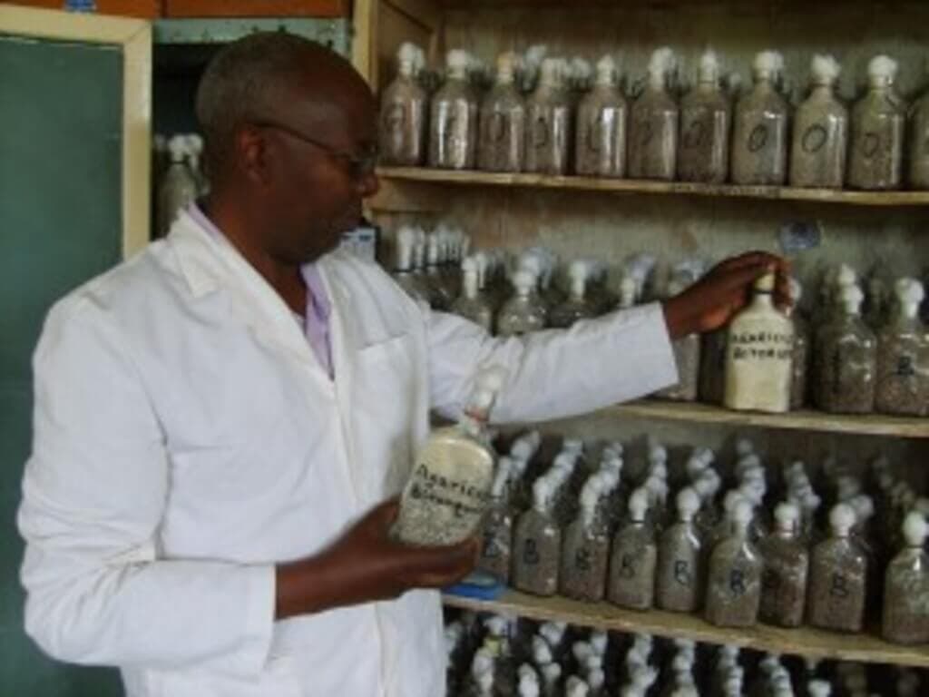 JKUAT introduces new button mushroom variety suitable for warmer areas