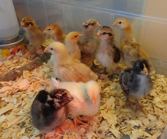 FarmBiz TV: Chicken farmer earns Sh1m in 21 days rearing chicks