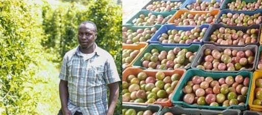 Cyrus Kiprotich: Self-taught farmer supplying passion fruit to Kenyan Originals