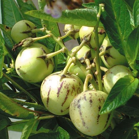 FarmBiz TV: A Pepino melon acre earns 80k a month.