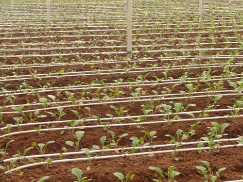 Ugandan farmers embrace automated irrigation system
