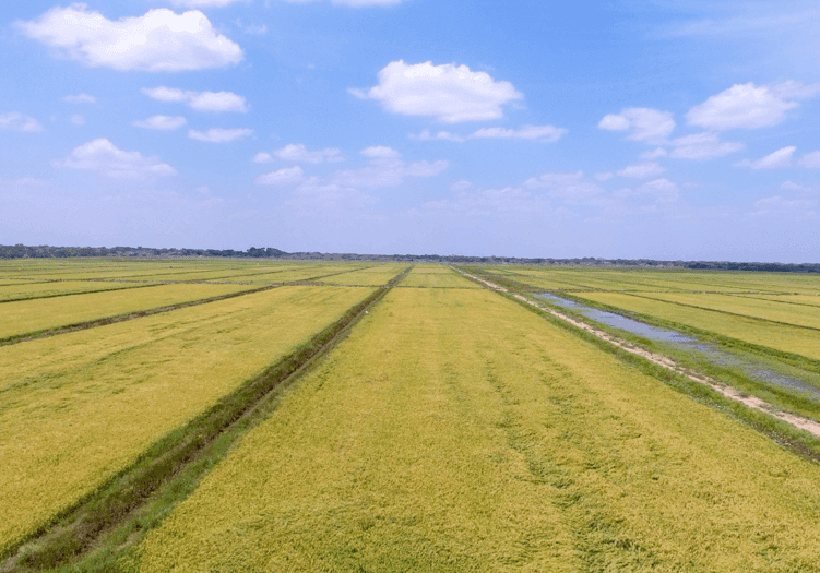 Irrigation Project Turns Homa Bay Swampland into Thriving Rice Farming Hub