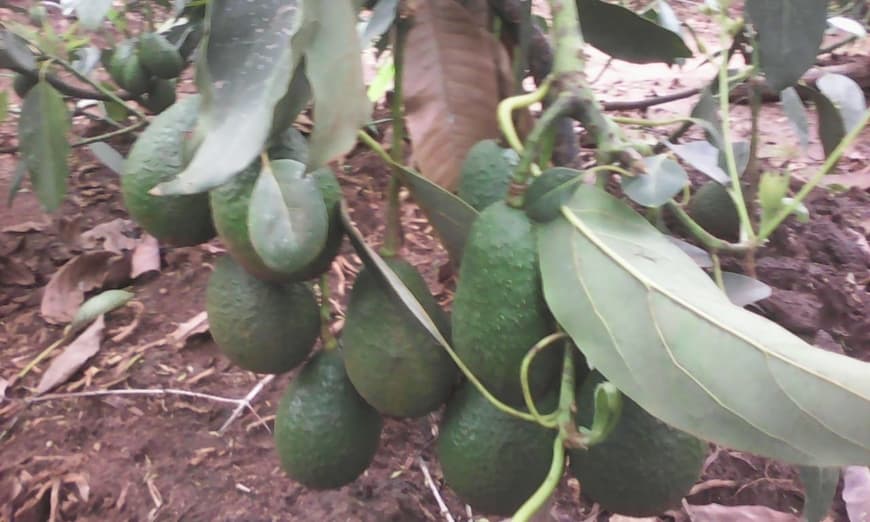 Avocado, French beans, flowers, vegetables and peanuts market ripe in China