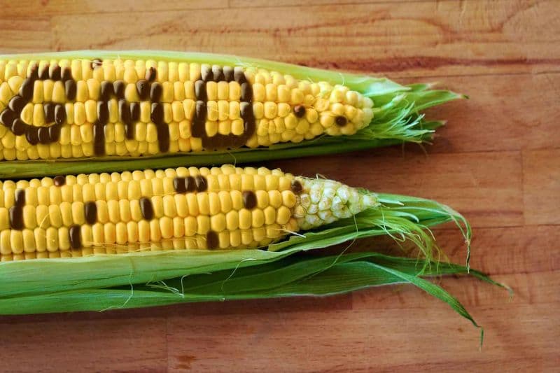 Kenyans to Soon Start Cultivating, Consuming GMO Crops for Food Security