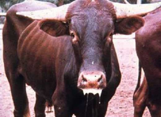 Nandi farmers using ‘Kangara’ to treat foot and mouth disease