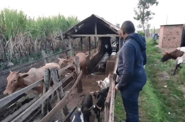 Revival of cattle dips boosts livestock sector in Nandi