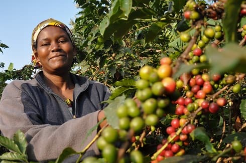 Kenyan women replace men as coffee champions