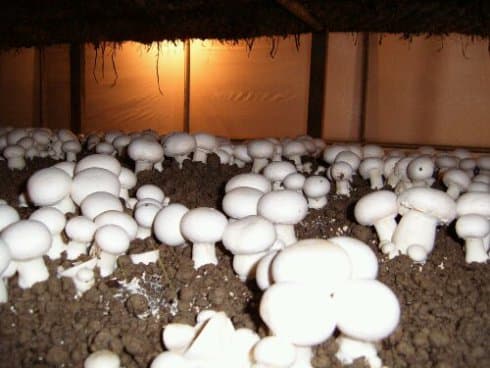 Accountant’s job or mushroom farming; mushrooms earn more