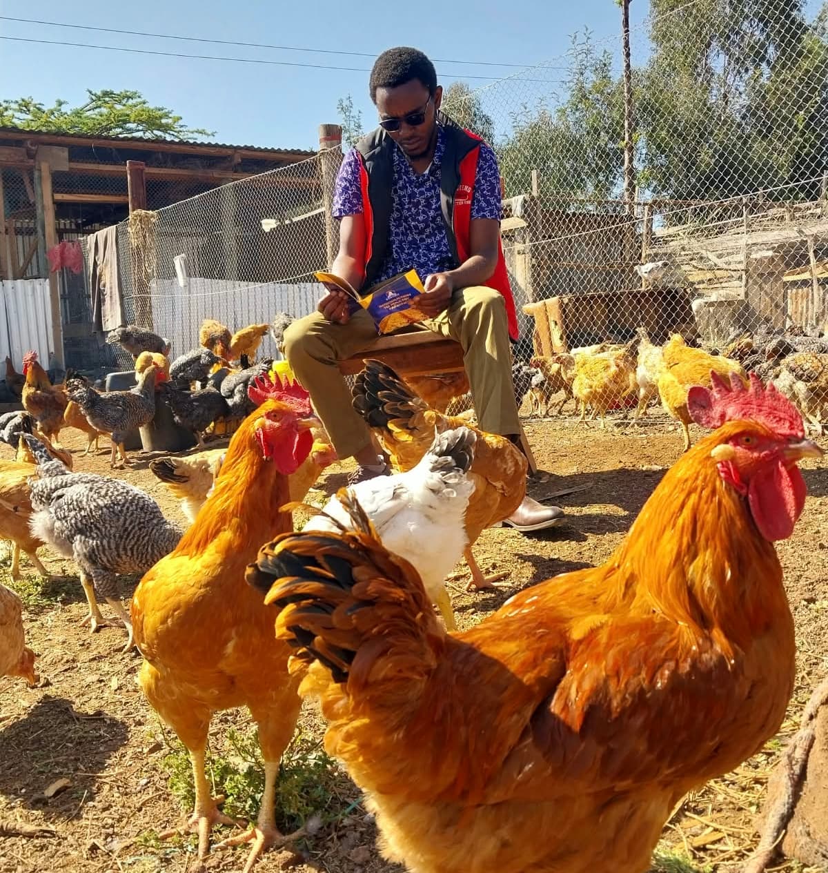 Electricity costs push chicken farmers to switch to charcoal