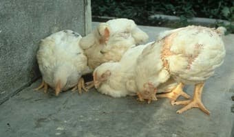 Farmers play extension officers, halving Newcastle disease and earning from it