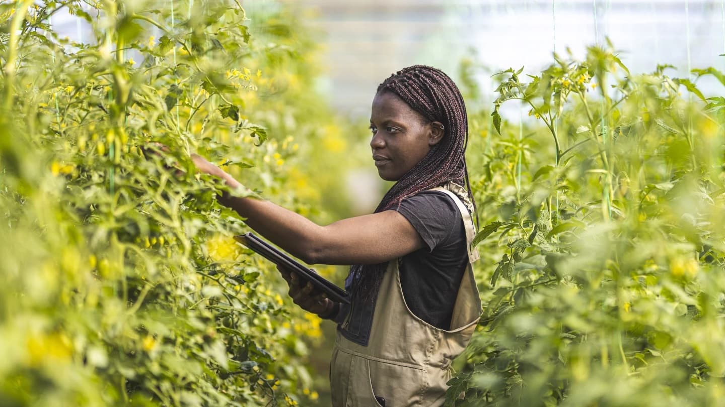 Transforming African agriculture is key to Global sustainable development, new report finds