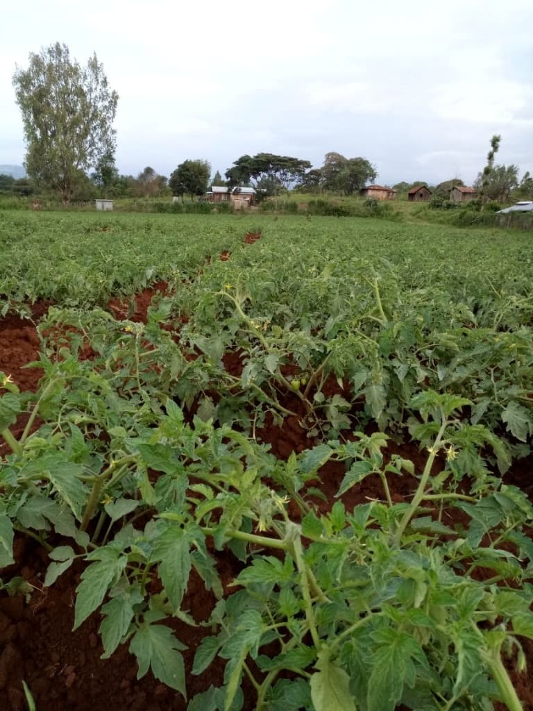 Tomato farming creates a 4.3M job for Laikipia youth