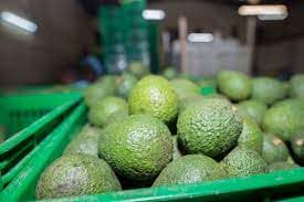 Kakuzi commits Sh400M on upscaling smallholder avocado farmers