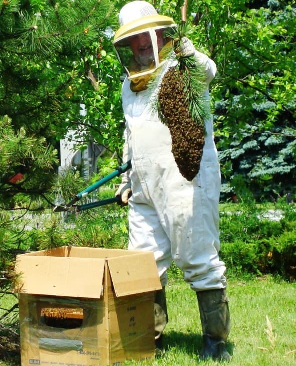 Heat kills dreaded bee pests