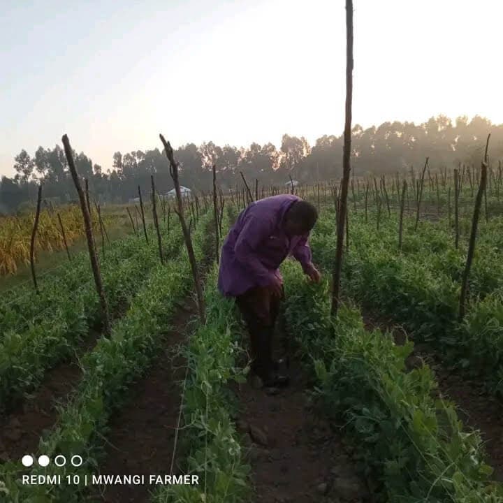 Sugar snap, snow pea farmers enjoy more than doubled record prices