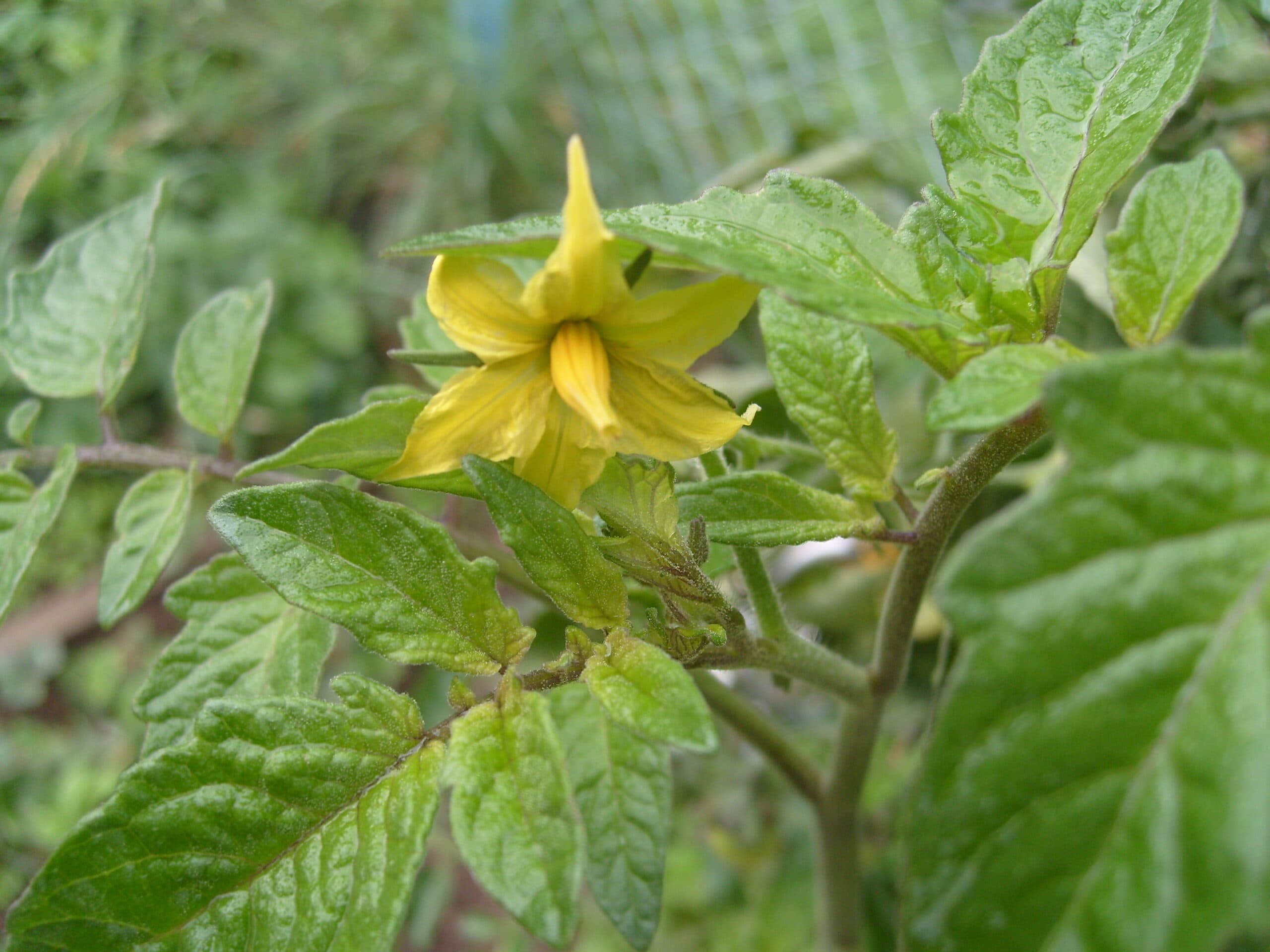 Scientists use wild tomatoes to breed superior varieties
