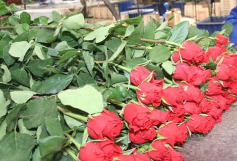 Flower, fruit and vegetable producers and exporters seek government support to boost the sector