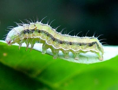 Scientist grows virus inside pest’s body taming its spread