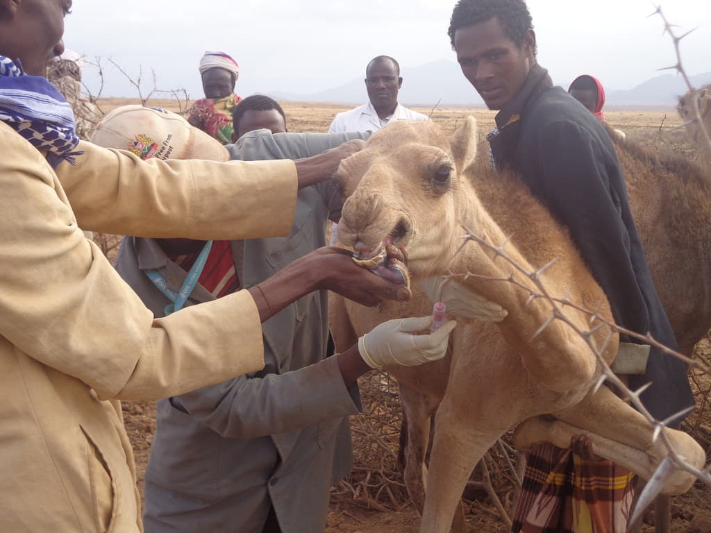KALRO to introduce new camel drug to bolster productivity