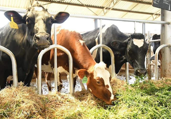 Dairy farmers call for collaboration to boost milk production