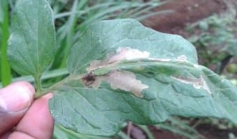 Tomato farmers count losses as European pest strikes