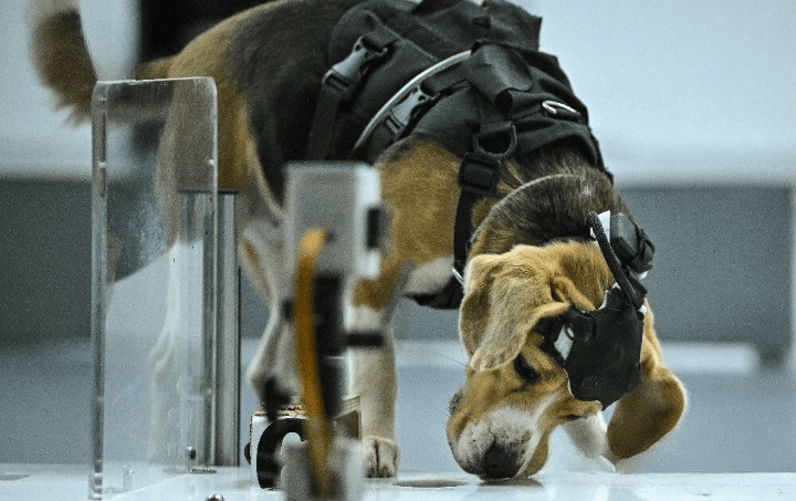 Research study uses dogs for early cancer detection